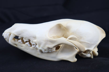 Coyote Skull