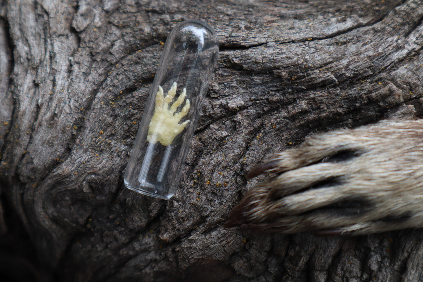 Fetal Raccoon Paw Articulation
