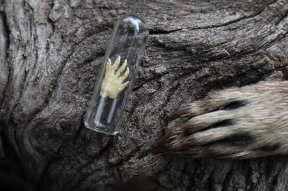 Fetal Raccoon Paw Articulation