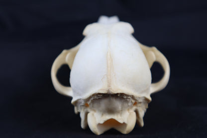 Coyote Skull