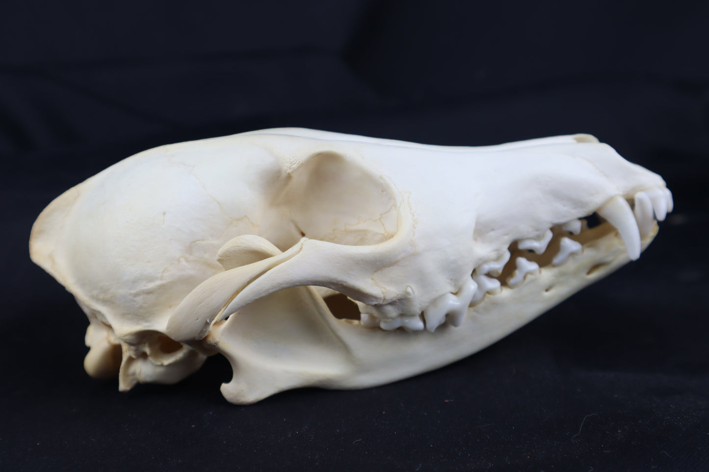 Coyote Skull
