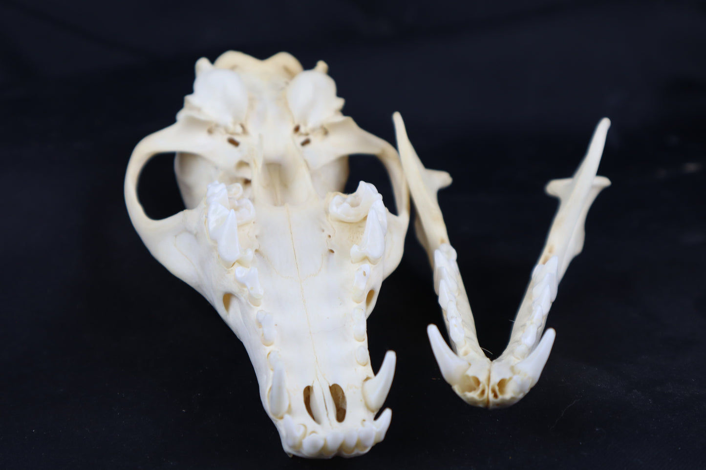 Coyote Skull