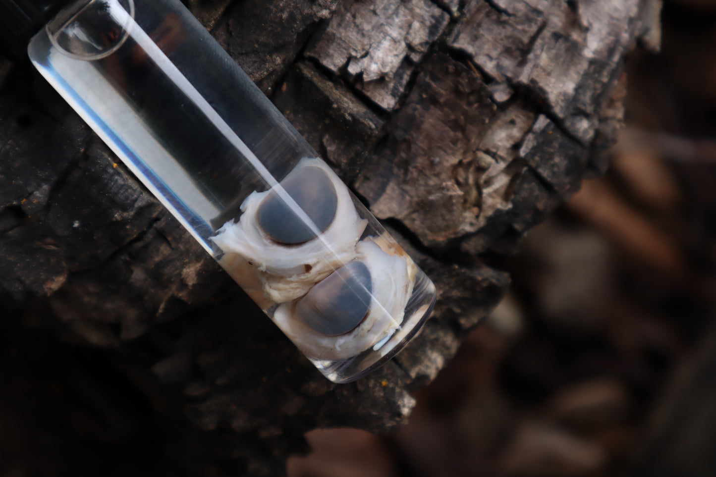 Wet Specimen Eastern Gray Squirrel Eyeballs