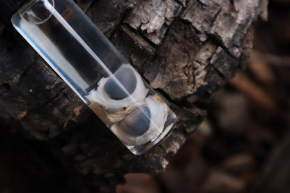 Wet Specimen Eastern Gray Squirrel Eyeballs