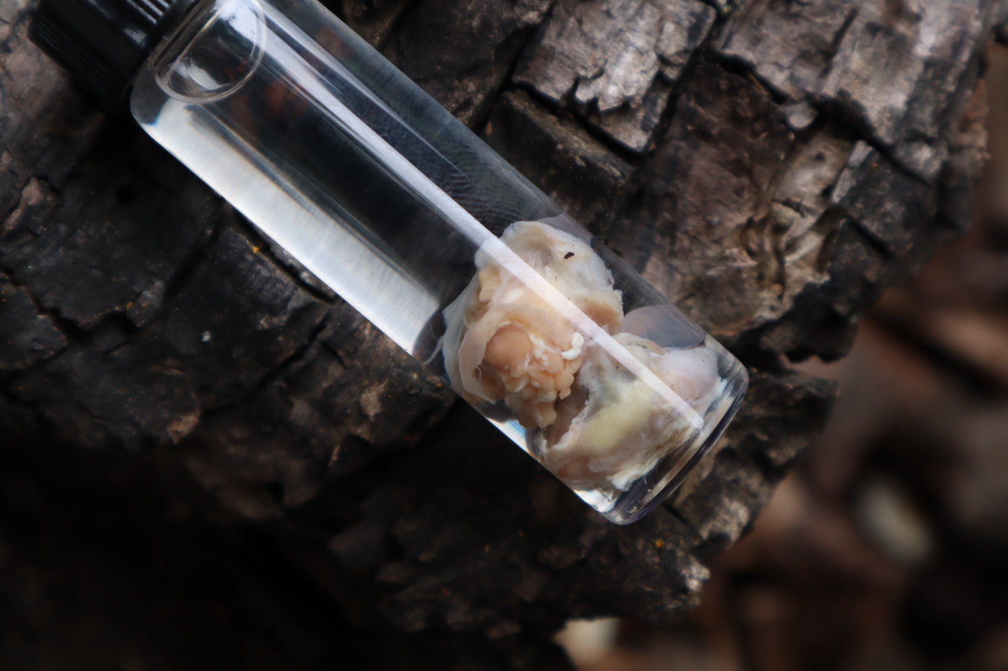 Wet Specimen Eastern Gray Squirrel Eyeballs