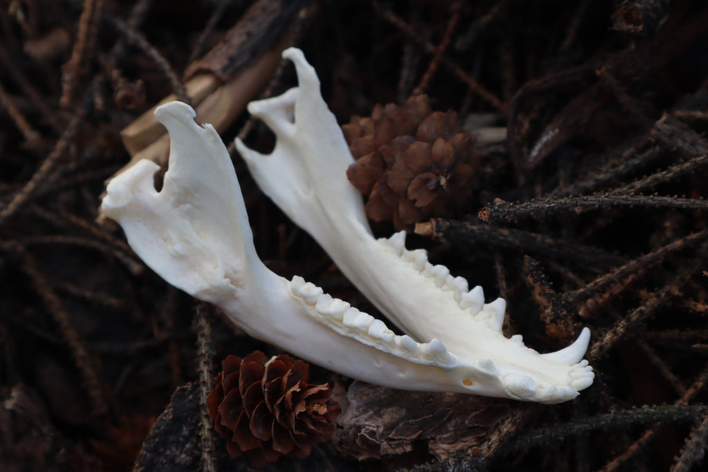 Pathological Opossum Mandible