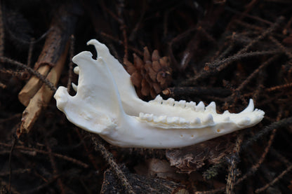 Pathological Opossum Mandible