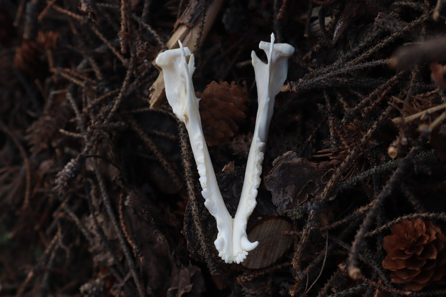 Pathological Opossum Mandible