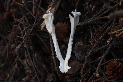 Pathological Opossum Mandible