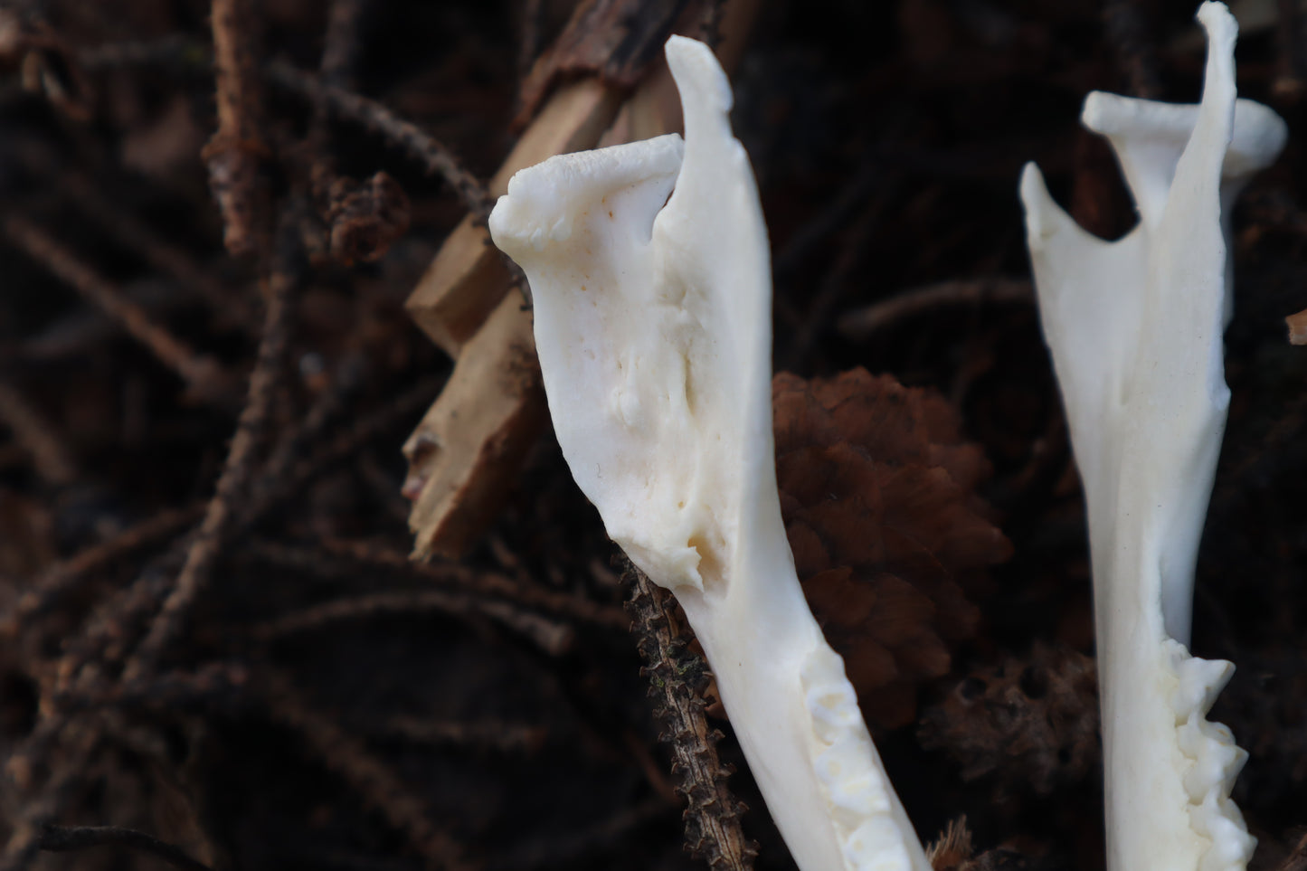 Pathological Opossum Mandible