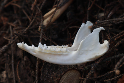 Pathological Opossum Mandible