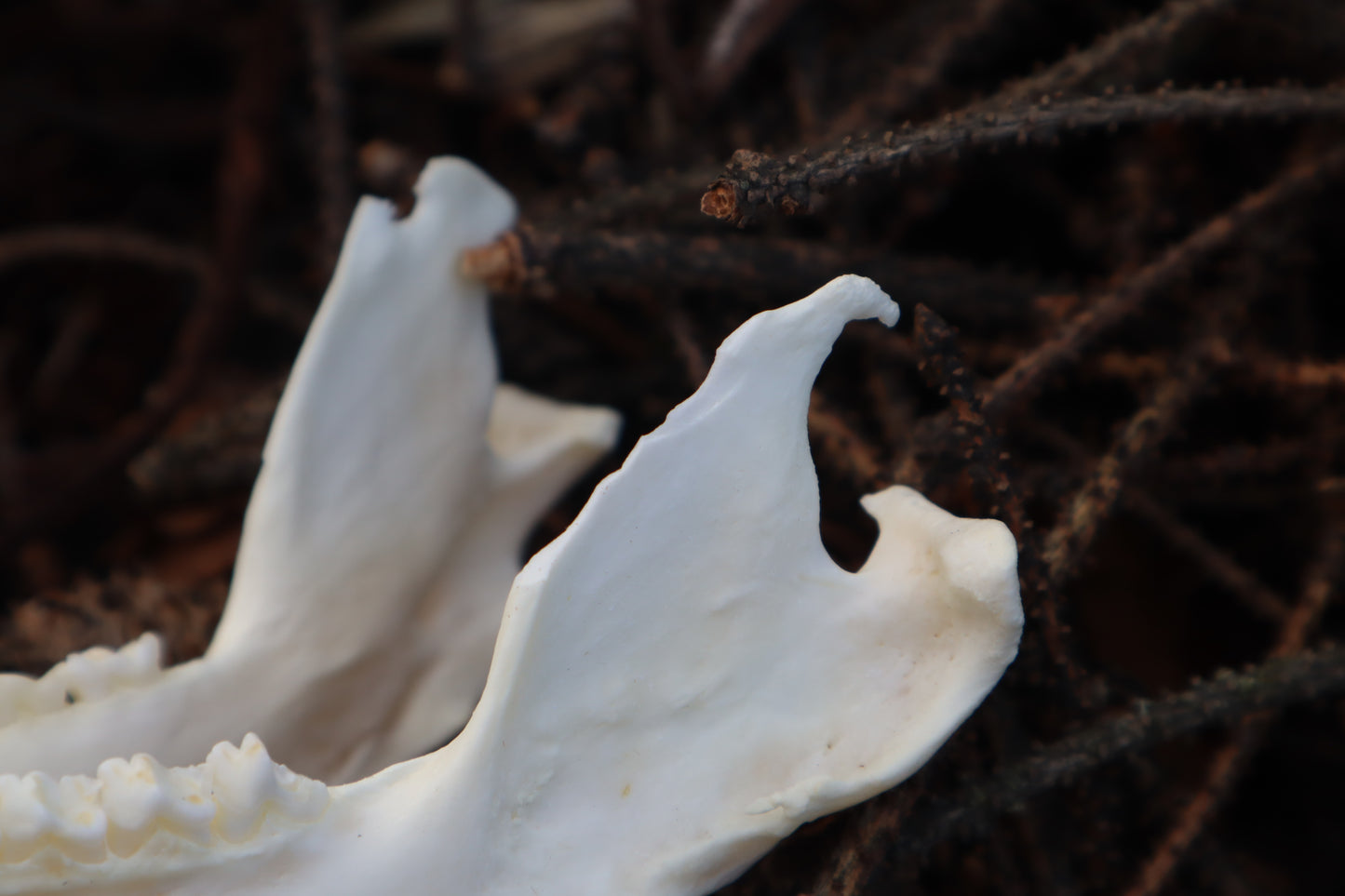 Pathological Opossum Mandible