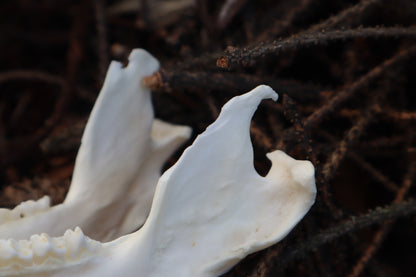 Pathological Opossum Mandible