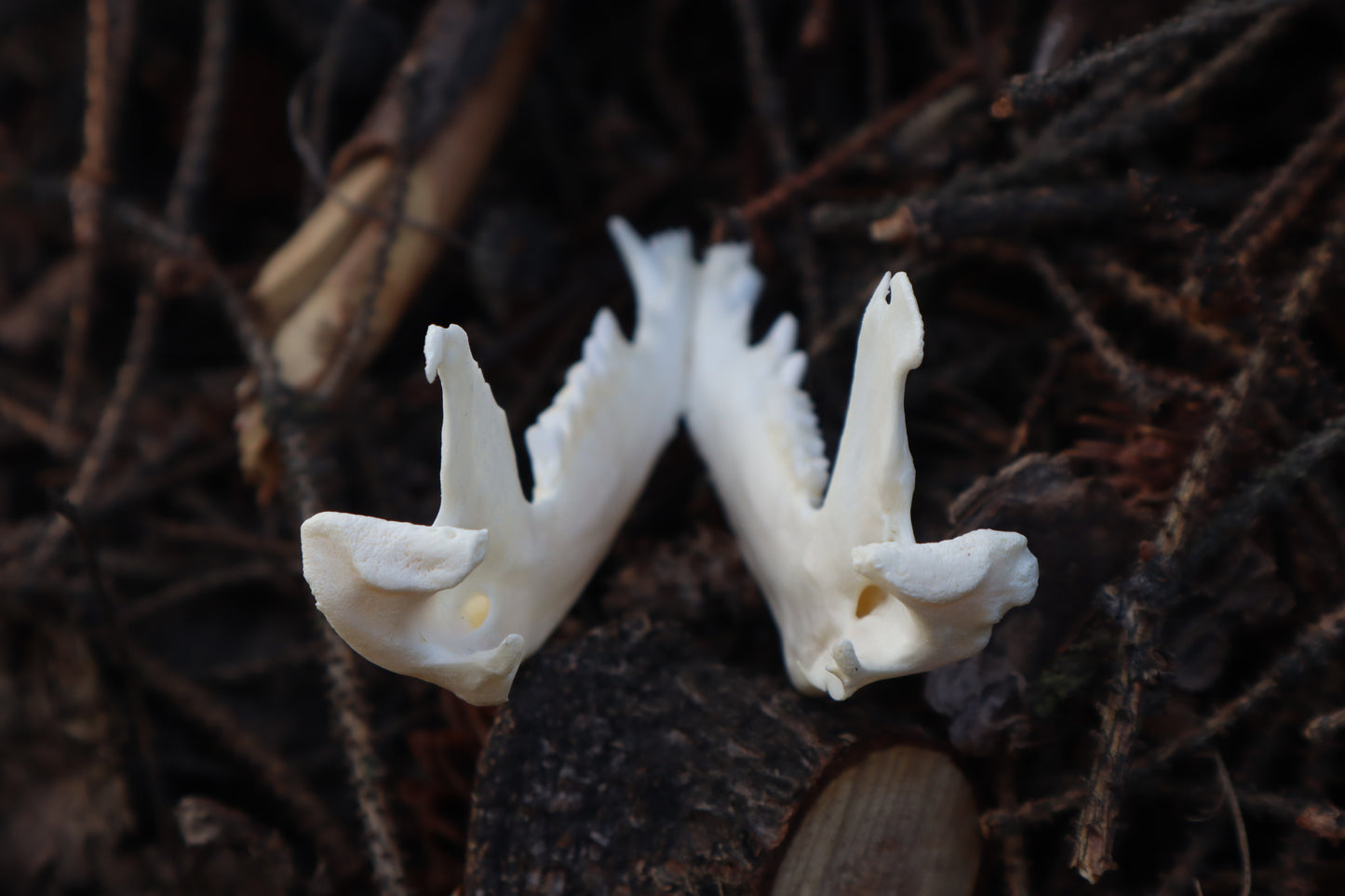 Pathological Opossum Mandible