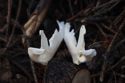 Pathological Opossum Mandible