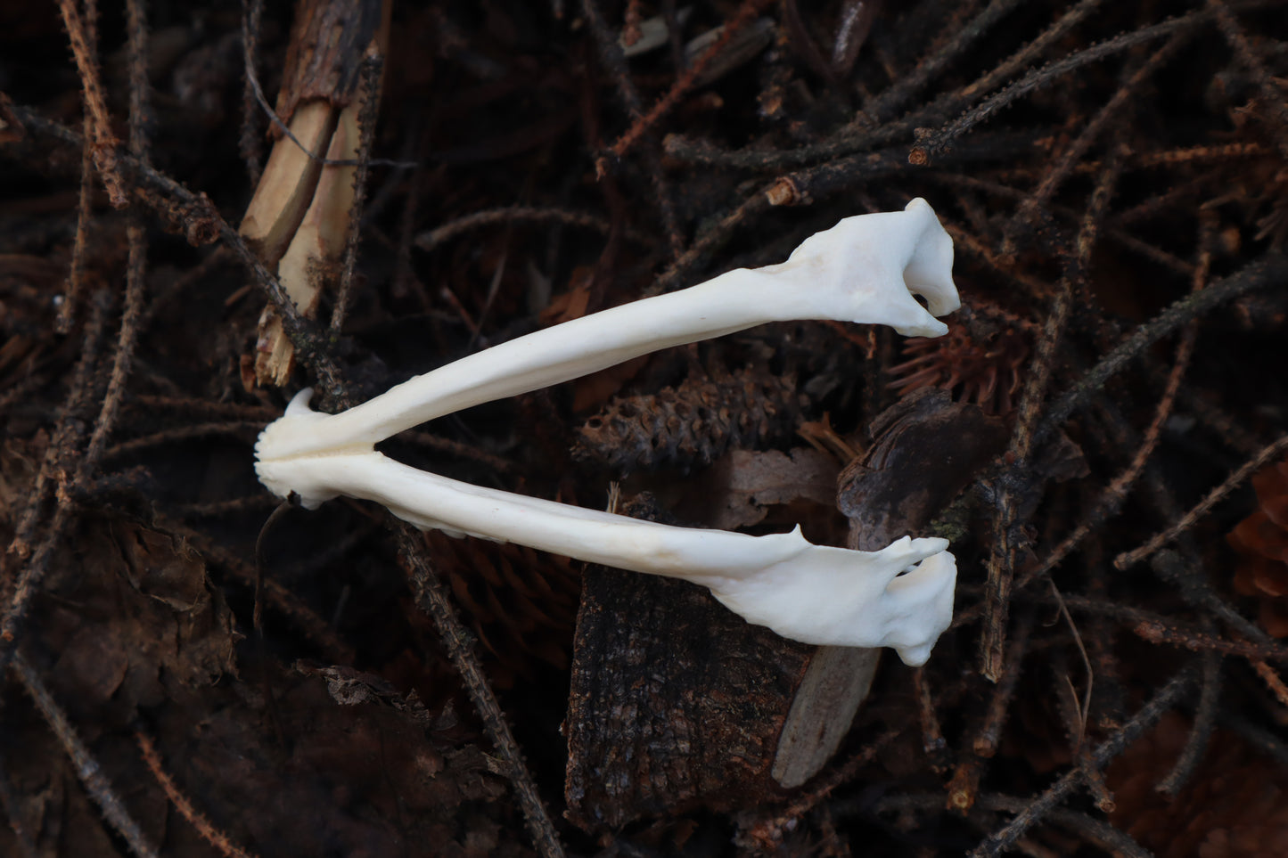 Pathological Opossum Mandible