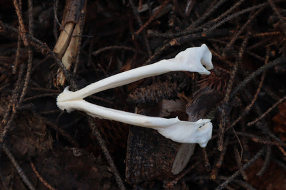 Pathological Opossum Mandible