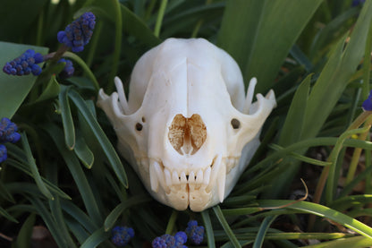 Craft Raccoon Skull
