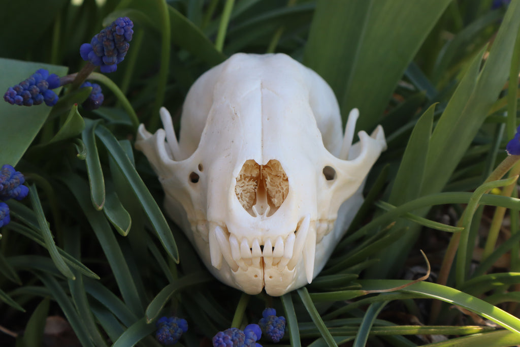 Craft Raccoon Skull