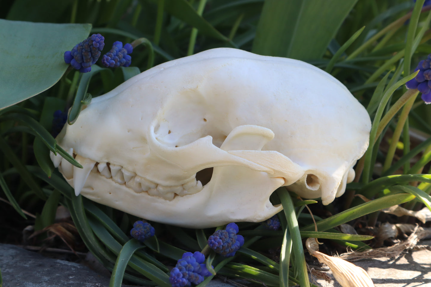 Craft Raccoon Skull
