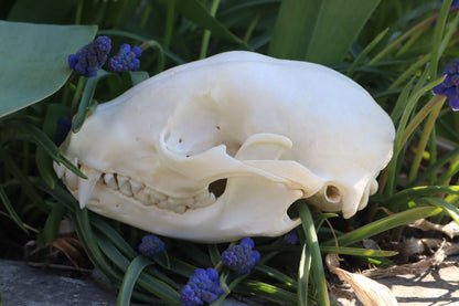 Craft Raccoon Skull