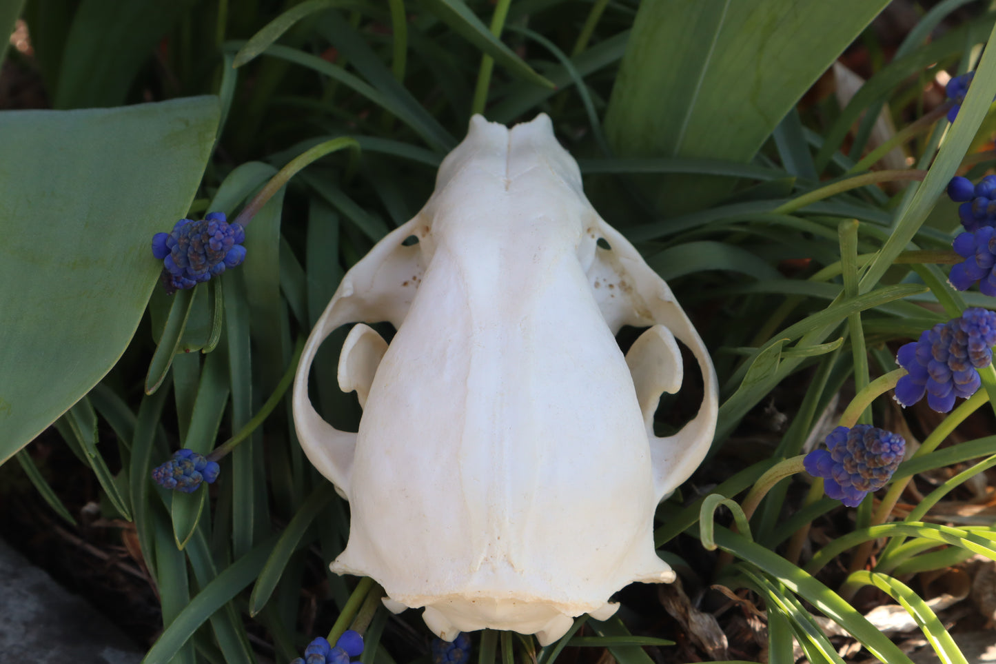 Craft Raccoon Skull
