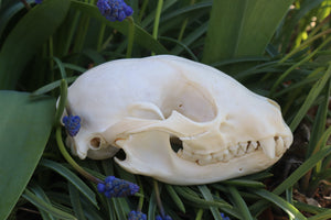 Craft Raccoon Skull