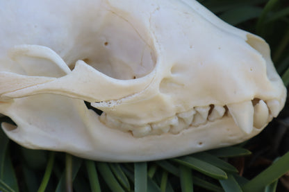 Craft Raccoon Skull