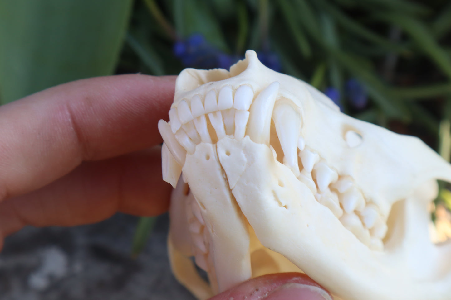 Craft Raccoon Skull