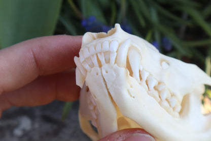 Craft Raccoon Skull