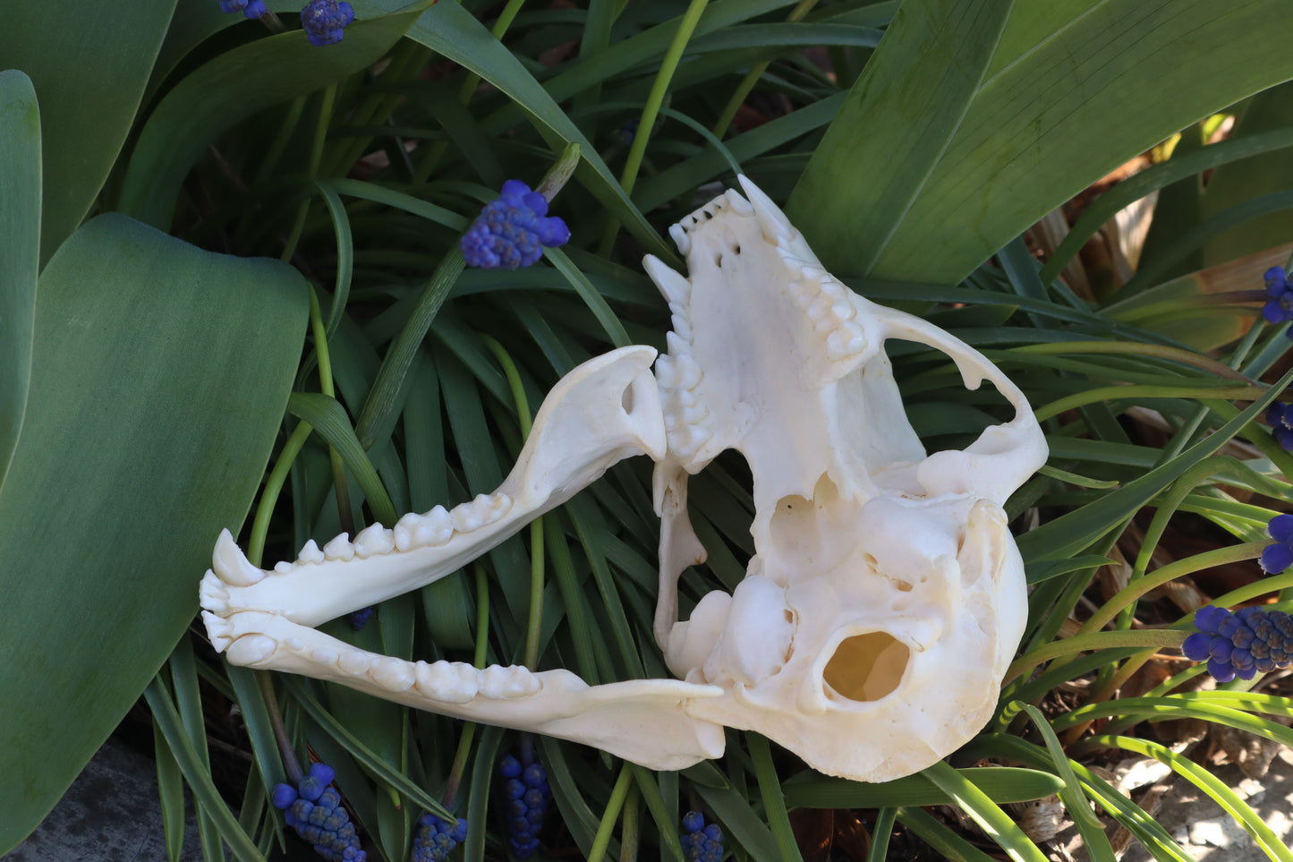 Craft Raccoon Skull