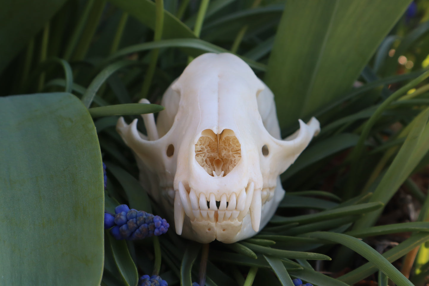 Craft Raccoon Skull