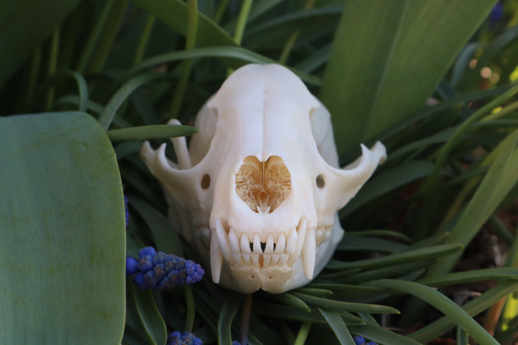 Craft Raccoon Skull