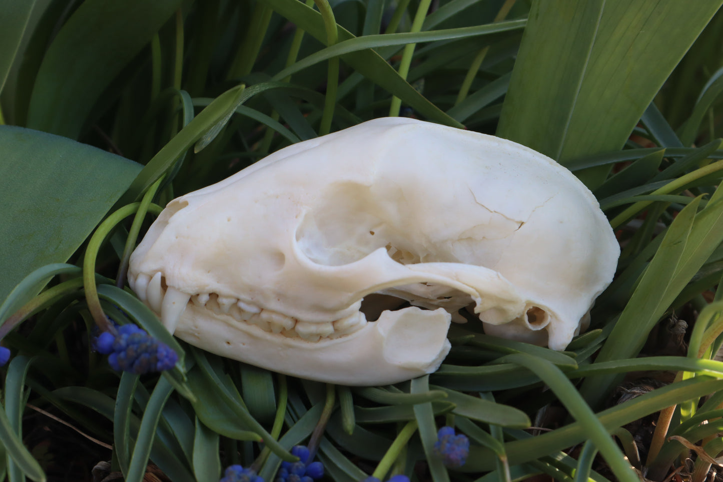 Craft Raccoon Skull