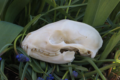 Craft Raccoon Skull