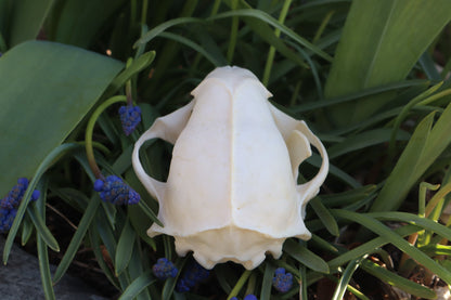 Craft Raccoon Skull