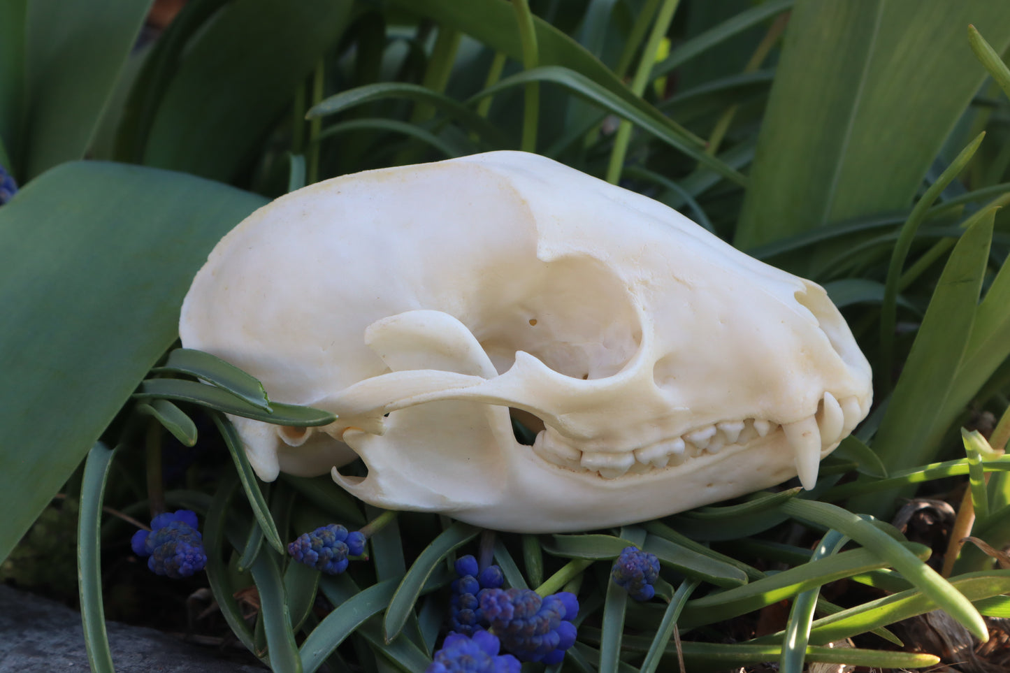Craft Raccoon Skull