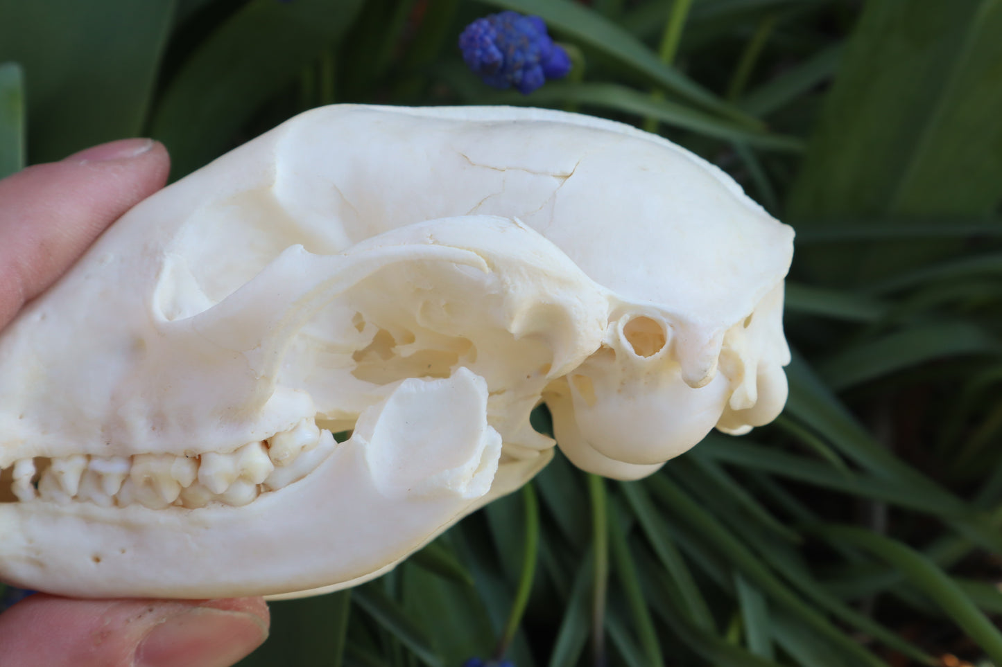 Craft Raccoon Skull