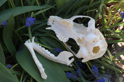 Craft Raccoon Skull