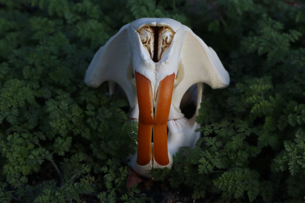 Beaver Skull