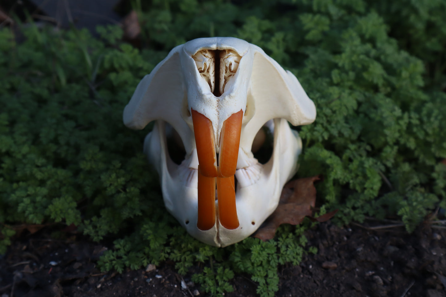 Beaver Skull