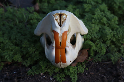 Beaver Skull