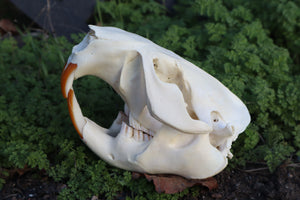 Beaver Skull