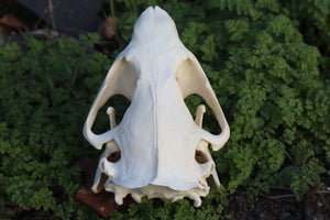 Beaver Skull