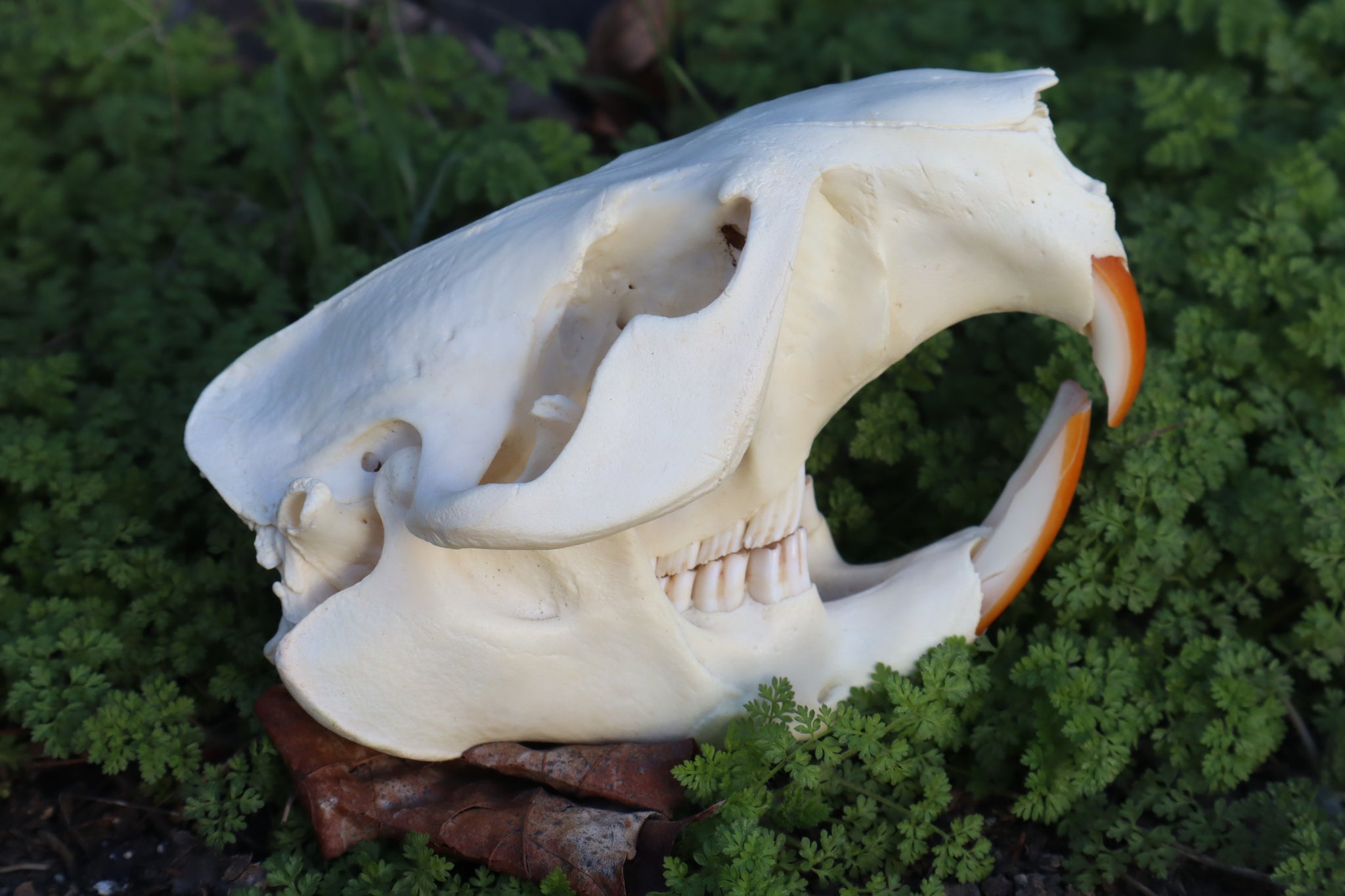 Beaver Skull