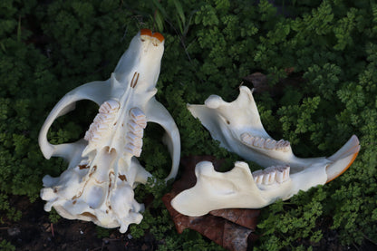 Beaver Skull