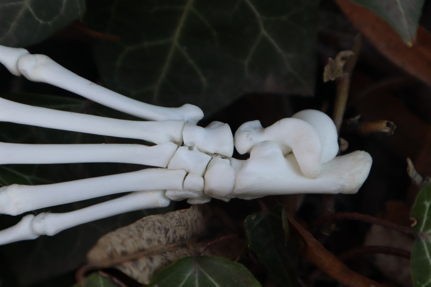 Raccoon Paw Articulation