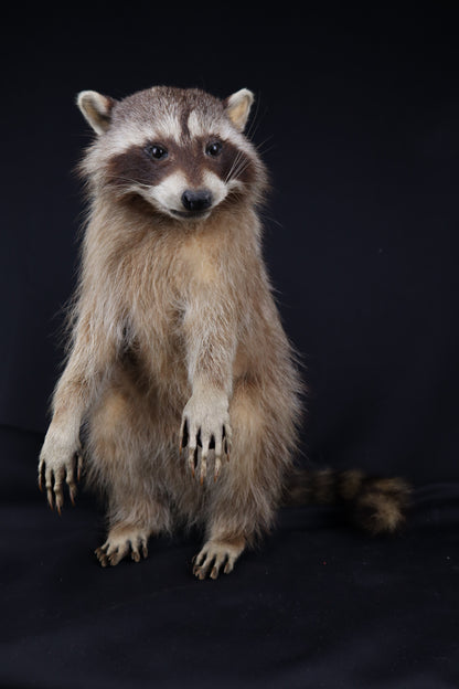 Taxidermy Raccoon - Free standing