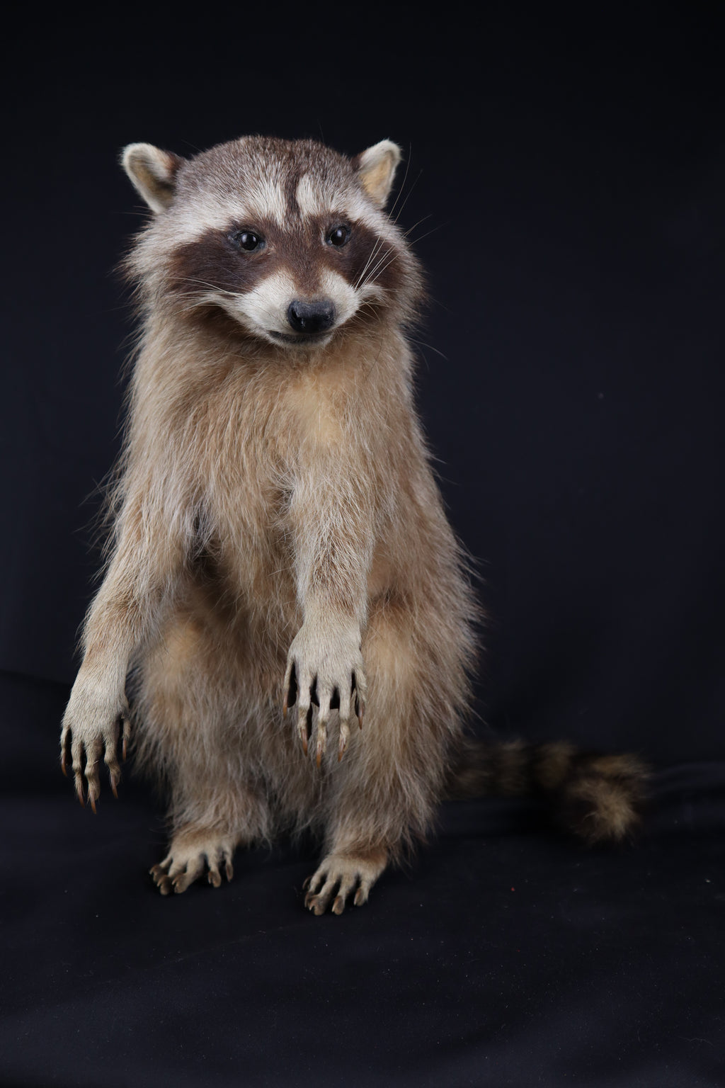 Taxidermy Raccoon - Free standing