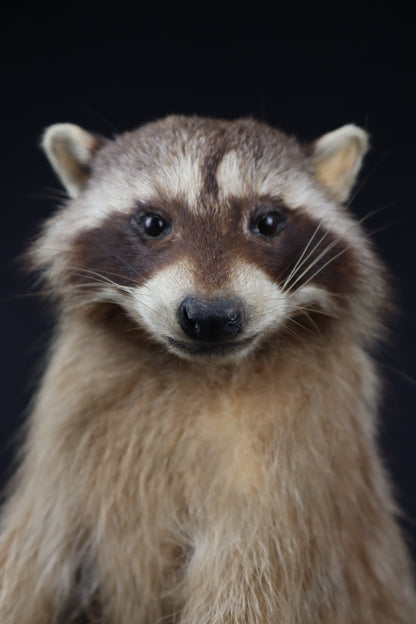 Taxidermy Raccoon - Free standing